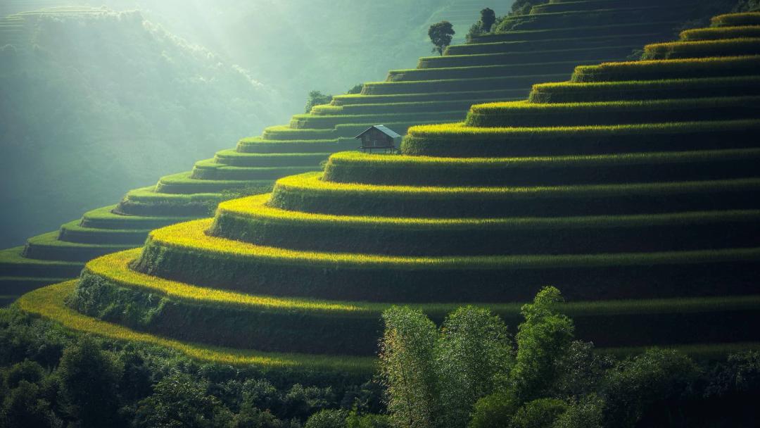 Scenic view of rice paddies on hillside
